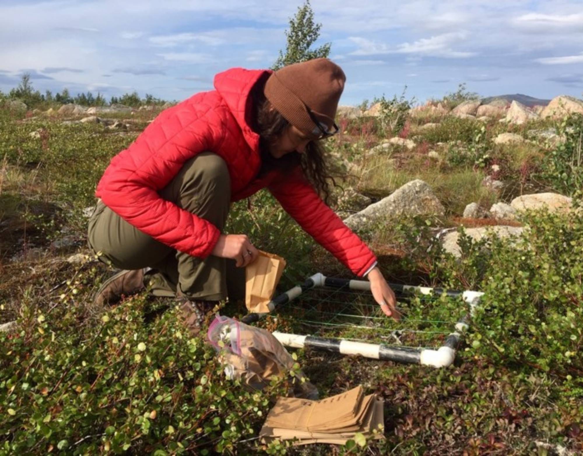 Sarah collecting berries during the fall berry survey